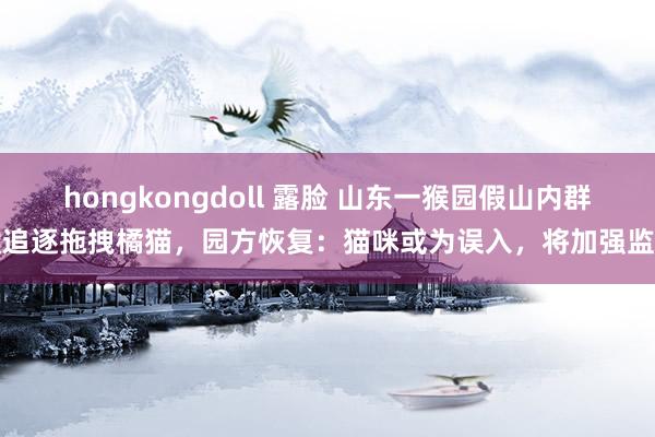 hongkongdoll 露脸 山东一猴园假山内群猴追逐拖拽橘猫，园方恢复：猫咪或为误入，将加强监管